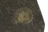 Dactylioceras Ammonite Plate - Posidonia Shale, Germany #79299-2